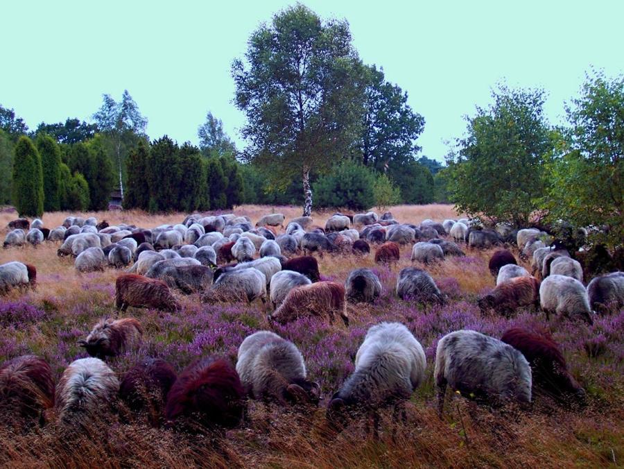Landgasthof Heidetal Betzendorf Zewnętrze zdjęcie